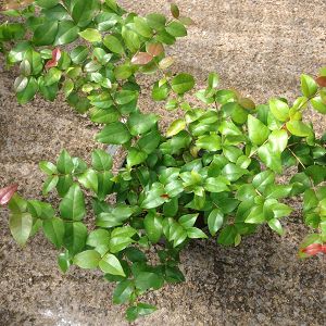 merisier de haie (Eugenia myrtifolia globulus)