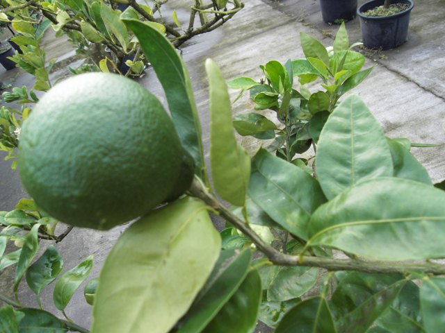 Agrume mandarine kara à la pépinière des Trois-Ilets
