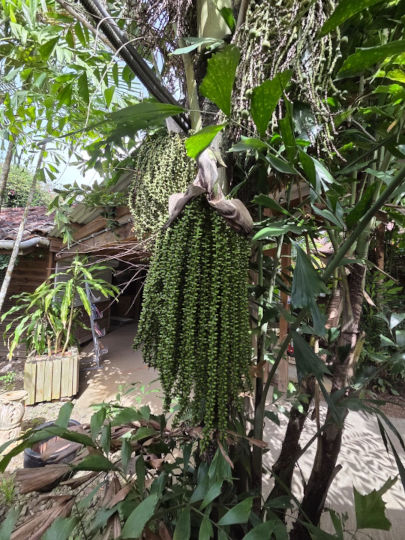 palmier céléri (Caryota mitis)