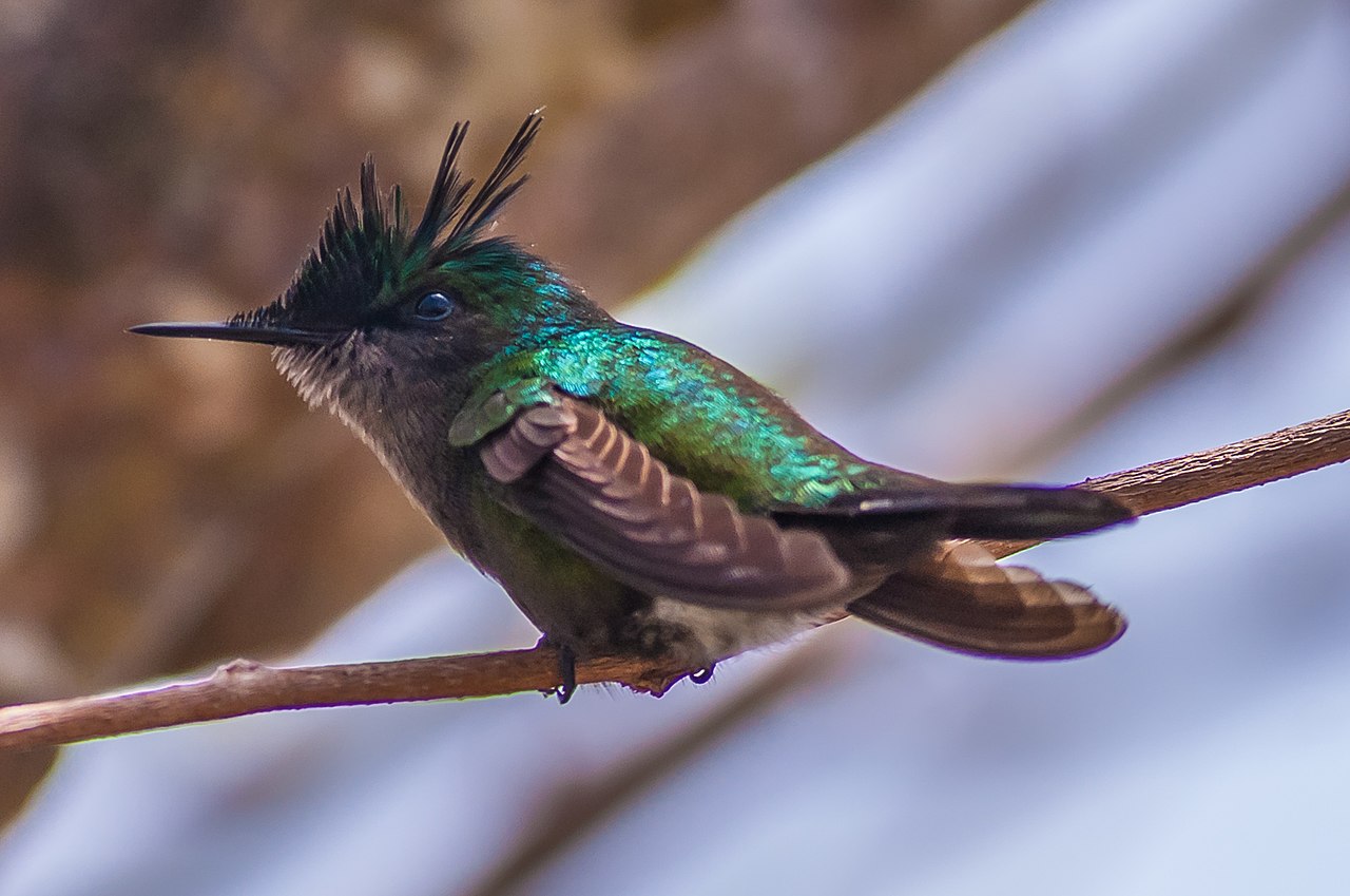Colibri huppé