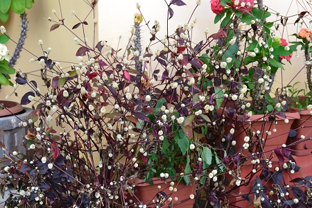 Fleuri noel