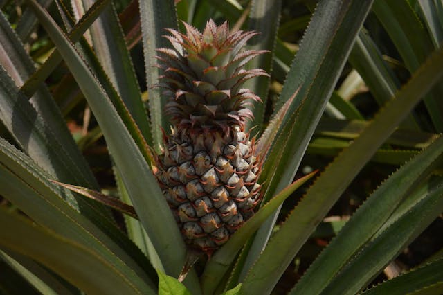 Ananas