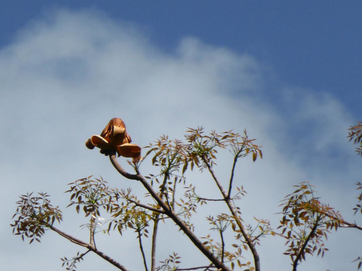 Arbre pour le bois d'oeuvre/ construction martinique
