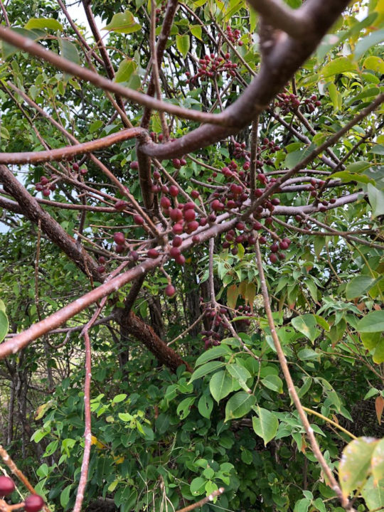 Arbre de la forêt sèche de martinique