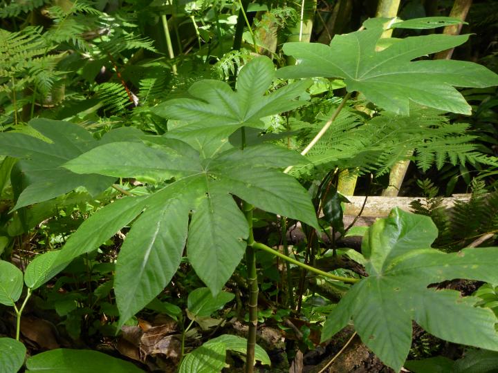 Bois canon Cecropia peltata