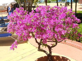 Le Bar à Domi - Page 48 Bougainvillier-pot-domaine-chateau-gaillard-pepiniere-martinique-jardin