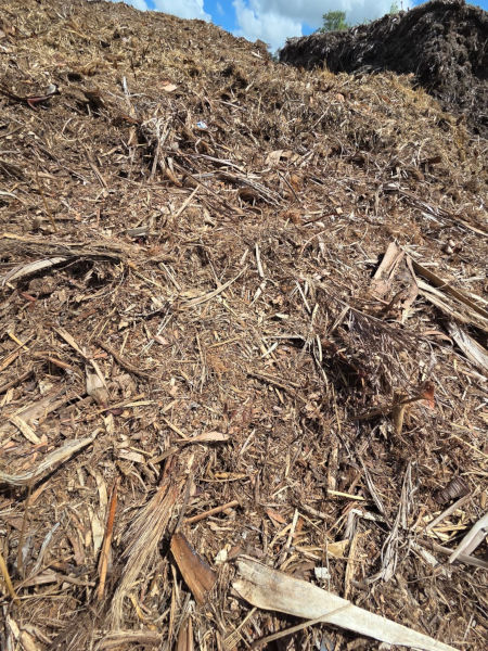 Bois raméal fragmente en Martinique