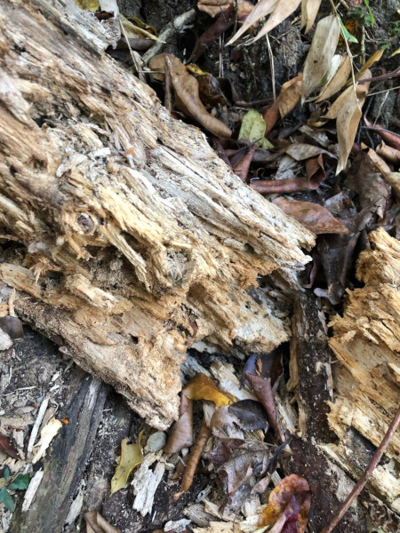 brf enrichissement des sols