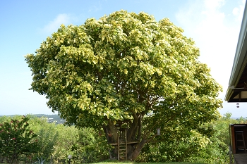 L'arbre élément clé du jhardin