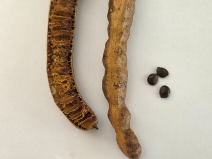 Caca beke, cafe bâtard (Senna bicapsularis)
