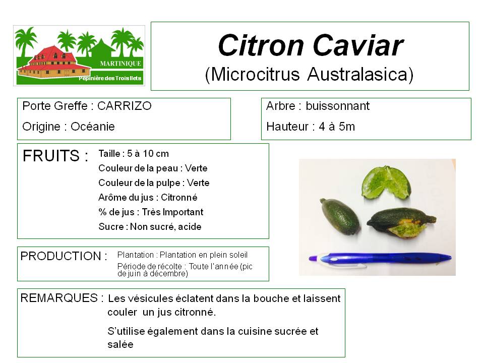 Microcitrus australasica – Citron caviar – Microcitrus, pépinière