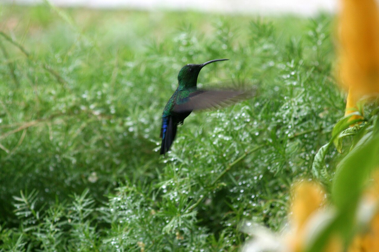 Colibri falle-vert