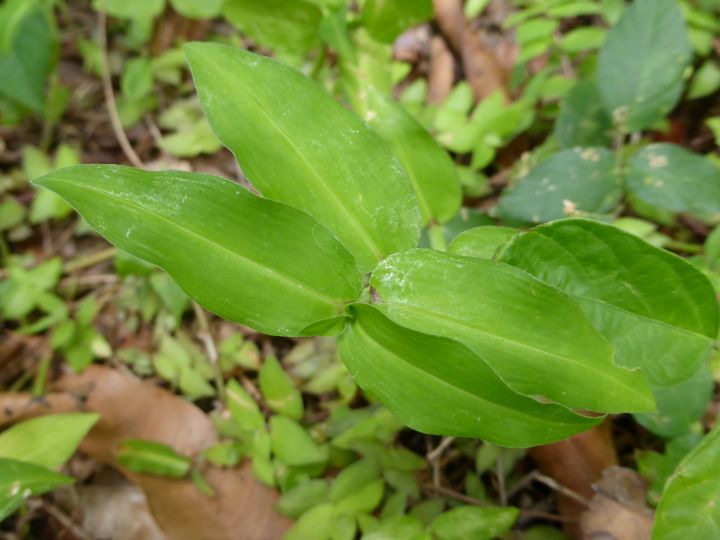 Commelina diffusa herbe grasse
