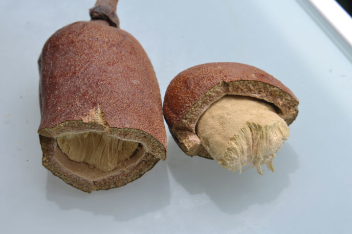 Gousse de courbaril et farine