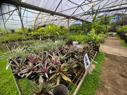 plantes couvre sol a la pepiniere des trois ilets