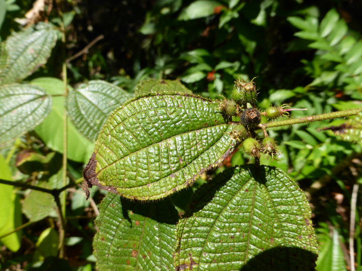 Crecre clidemia hirta