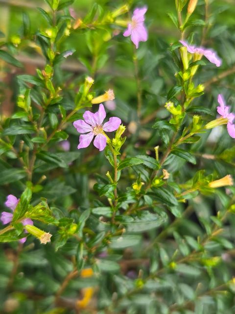 Cuphea violet