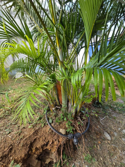 stipes multiples palmier multipliant (Dypsis lutescens)