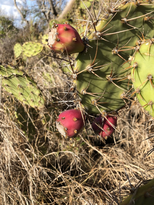 Figue de Barbarie (Opuntia)
