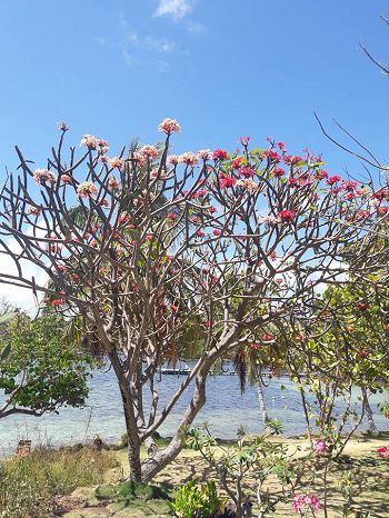 frangipaniers en bord de mer