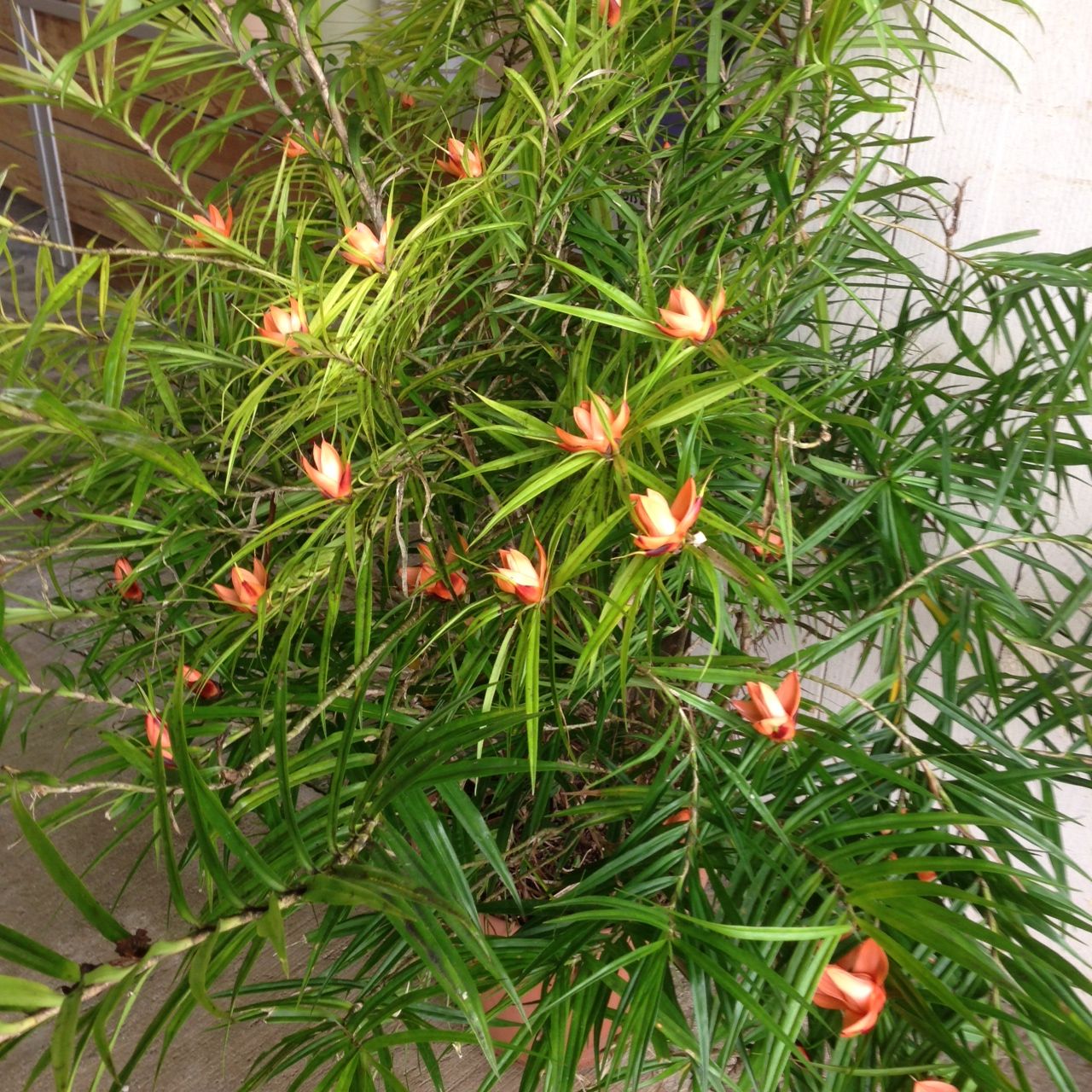 fleurs de freycinetia