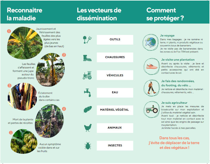 brochure fusariose du bananier