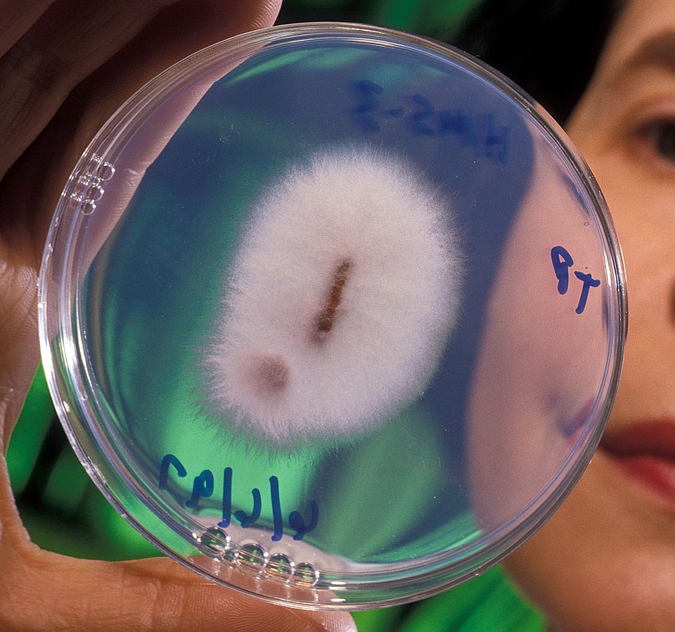 Fusarium oxysporum champignon responsable de la fusariose