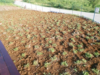 installation de gazon local en plaque
