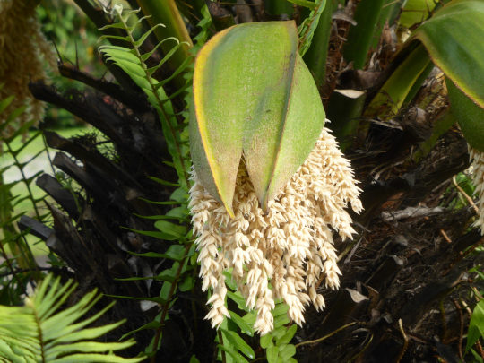 Inflorescence du palmier dattier nain (Phoenix roebelenii)
