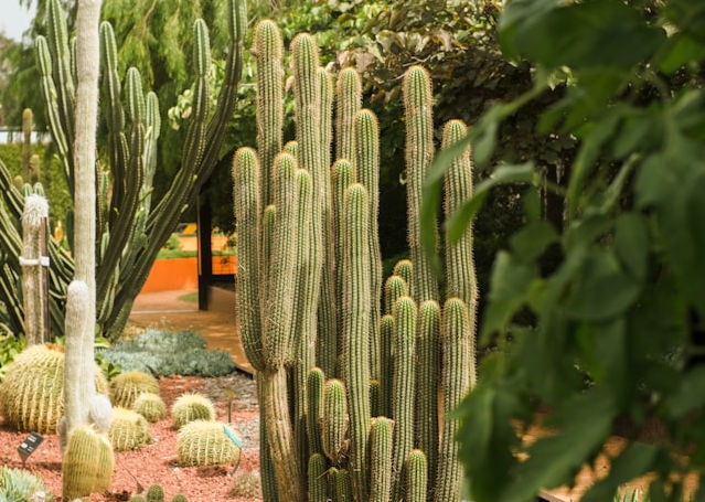 Jardin mediterranéen