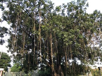 Un kigelia - arbre saucisses en début de floraison