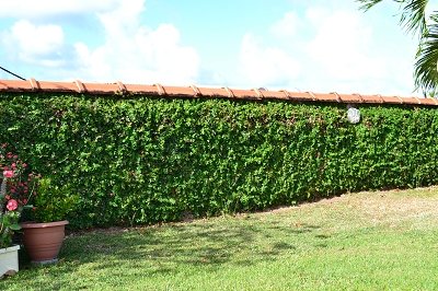 Lierre-Pays – Ficus pumila