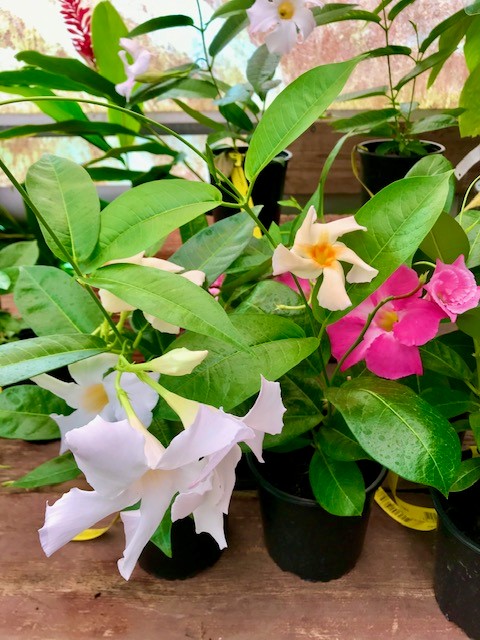Mandevillas variés