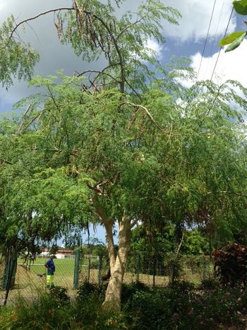 Moringa oleifera