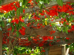 Mucuna ou liane griffe du diable sur une tonnelle en Martinique