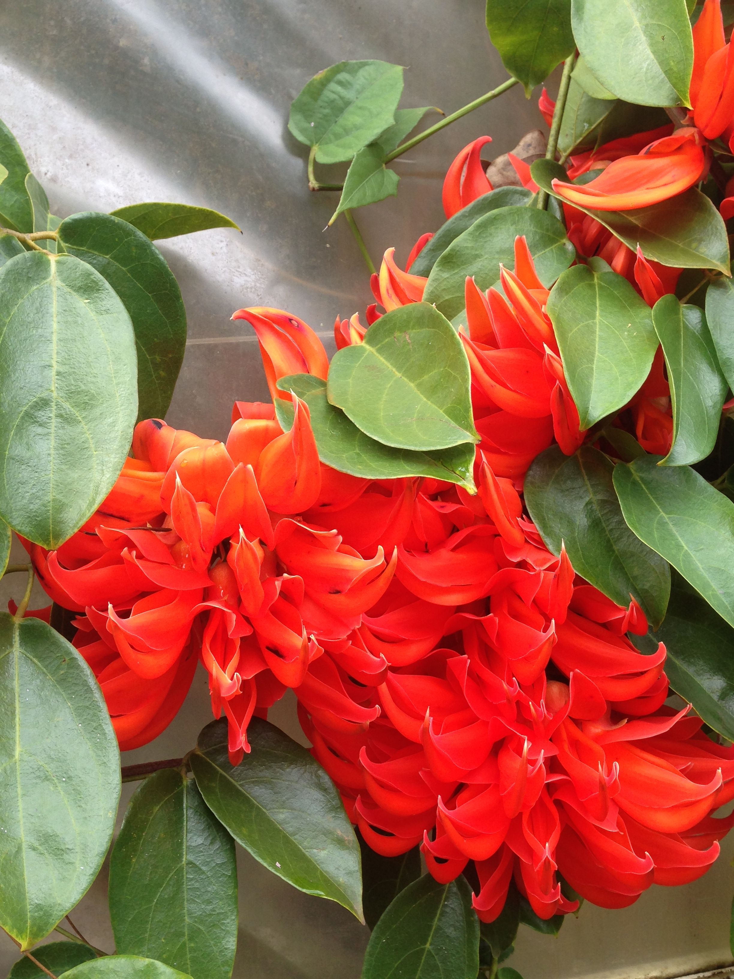 Mucuna nova guineensis - la liane Griffes du diable