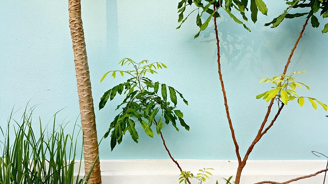 mur de couleur au jardin