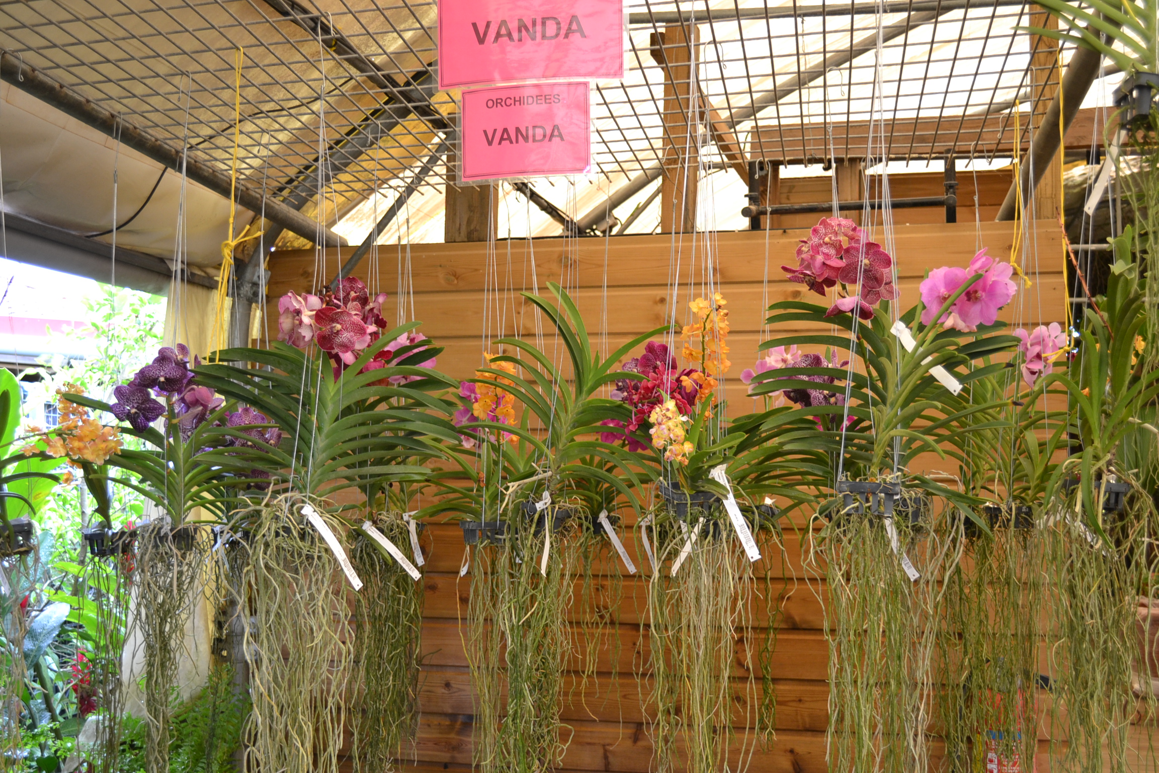 Où acheter une orchidée Vanda en Martinique ?