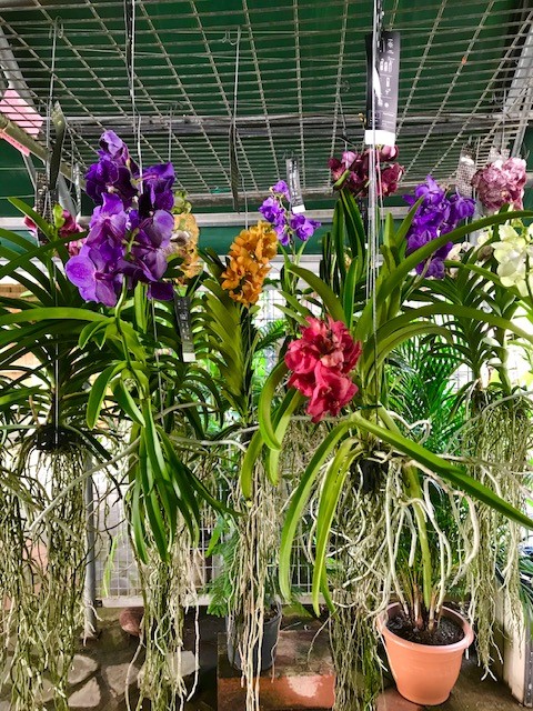 Orchidées Vanda de Noël