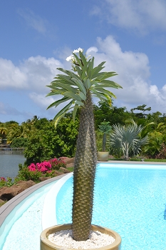 Pachypodium lamerei, palmier de Madagascar : entretien, culture