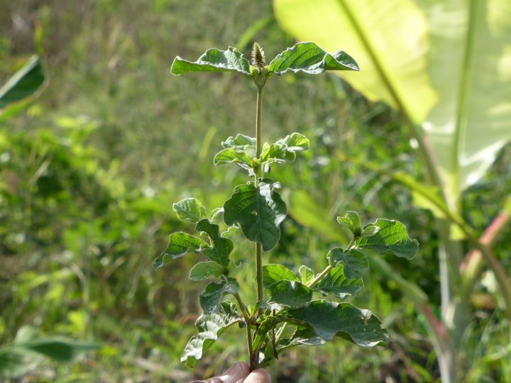 Patagon male