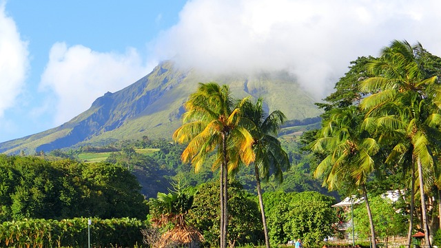 plantes endemiques indigenes martinique