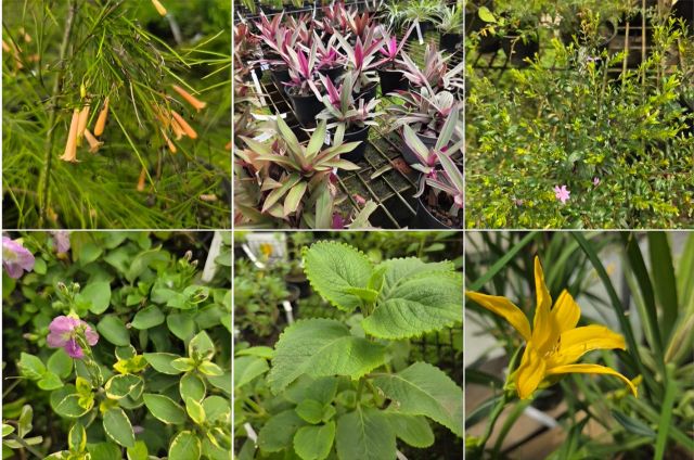 Plantes couvre-sol martinique