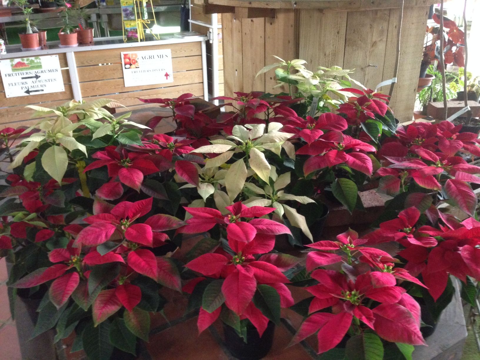 Poinsettia ou étoile de noel