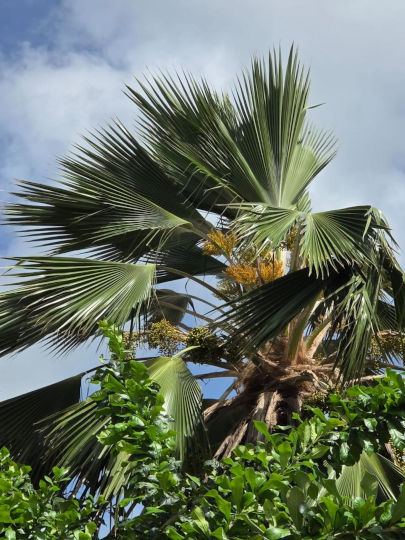 Pritchardia pacifica (latanier des Fidji)