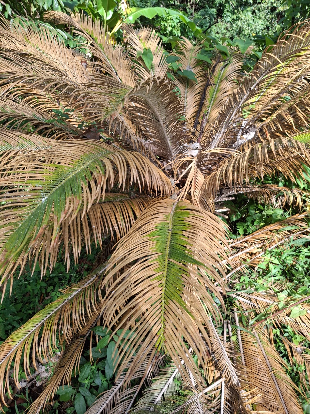 Feuilles marrons sur un Rameaux