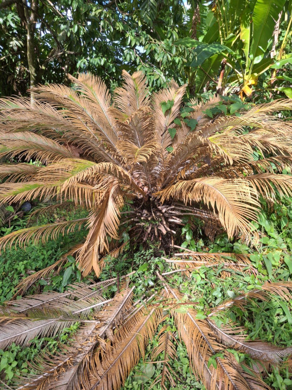 Rameaux malade aux palmes séchées