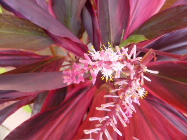 Roseau d'inde, Cordyline