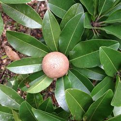 Sapotille (Manilkara zapota) fruit du sapotillier