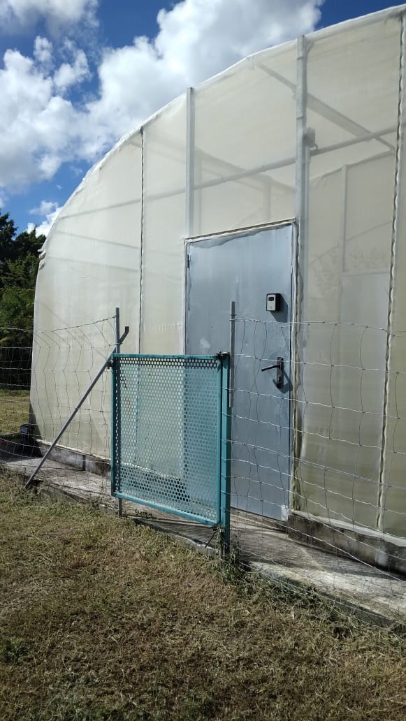 serre de confinement greffons d'agrumes martinique